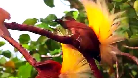 Unique Bird of Paradis-Papua New Guinea