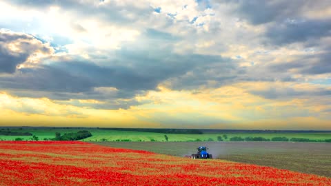 Harvesting a red flower field