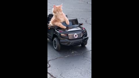 Cat on the Car