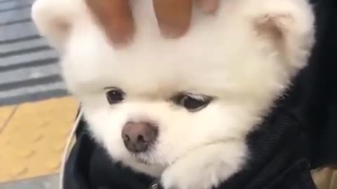 Cute pomeranian