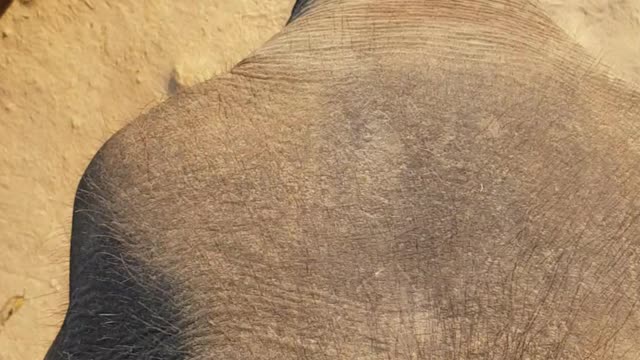 Head of an elephant