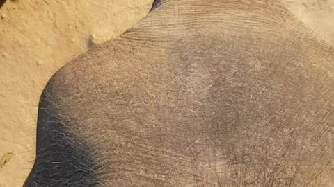Head of an elephant