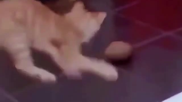 [pankinha] kittens getting ready all the time, they don't stop. Is your pet like this?