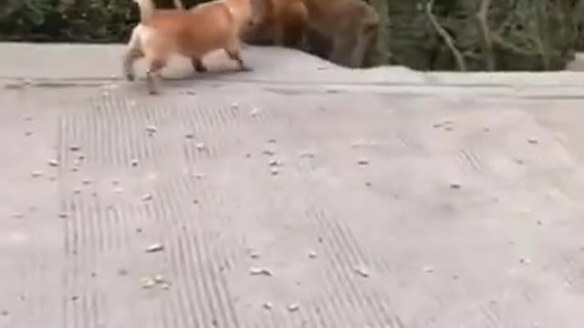 Dog and monkey funny video for you