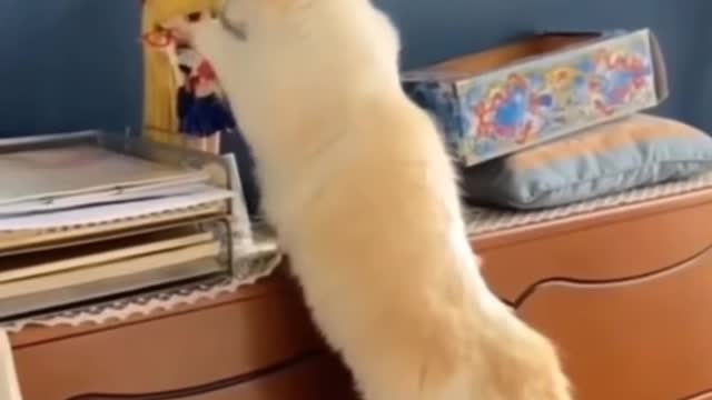 funny animals cuteness funniest cute funnyvideo 2022