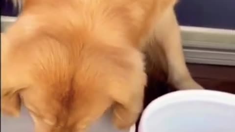 Funny animals compilation