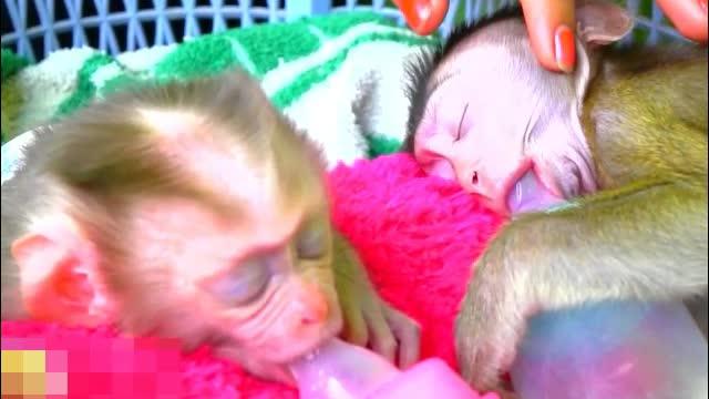 Cute Baby Monkey Sleep Sucking Bottle.Milk Deeply Asleep- Adorable Monkeys #011