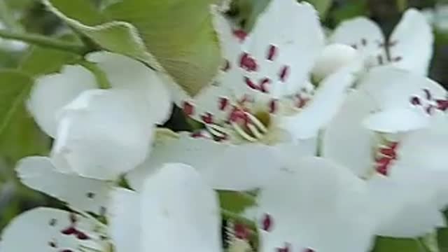 Cuckoo singing landscape tree with flowers