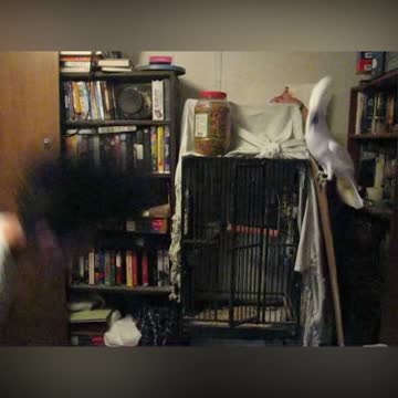 Dude With A Mohawk Headbangs With Pet Cockatoo