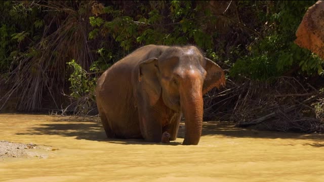 Elephants walking inside a river