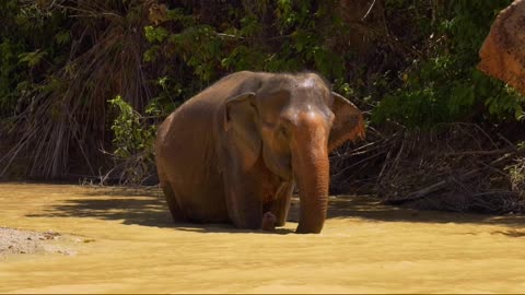 Elephants walking inside a river