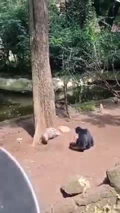 Funny monkey