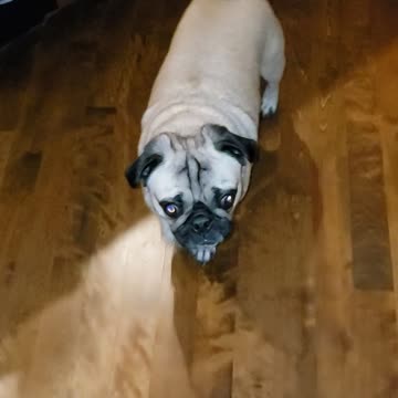 Lu Lu, Bo, and Faith battle it out