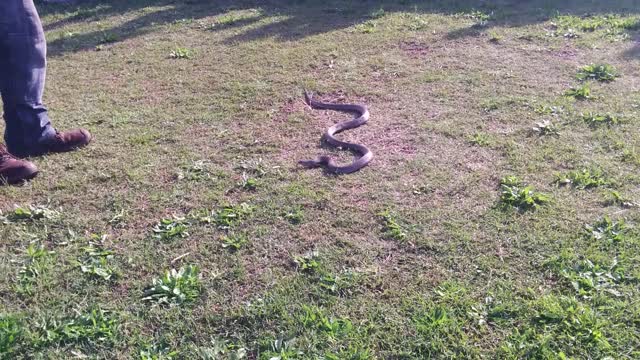 Brown Snake in Australia, how to handle