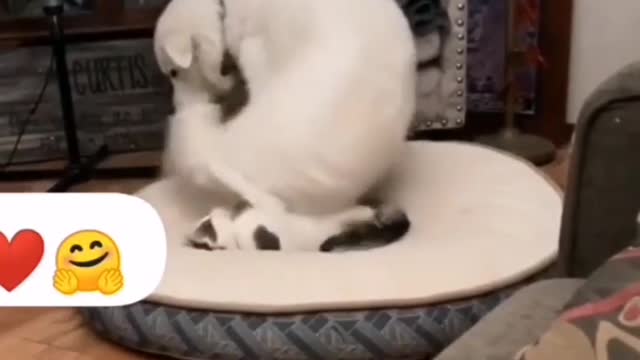 Funny video dog and cat