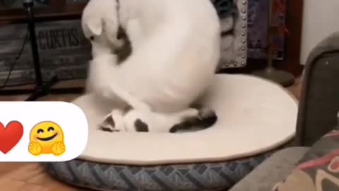 Funny video dog and cat