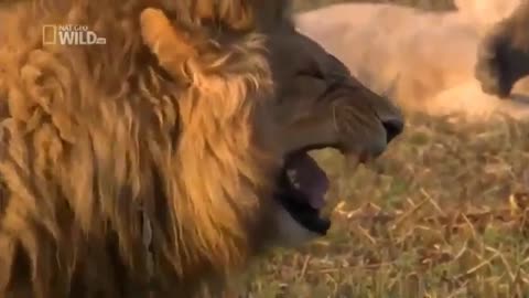 Animals and qute animals, funny video ,funny memes