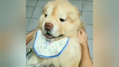 funny animal videos001