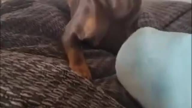 WOW..❤️😻 What the hell #shorts @Funny Animals #dogs #cat