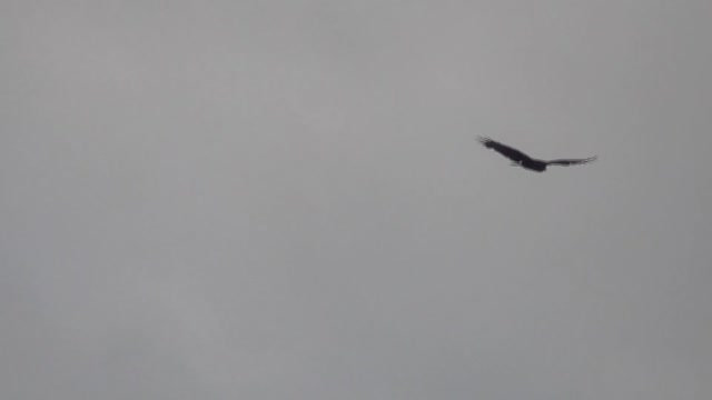 242 Toussaint Wildlife - Oak Harbor Ohio - Fowl Friends In Flight