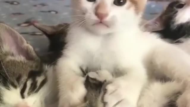 Baby Cats! Cute and Funny Cat Videos | cute pet care