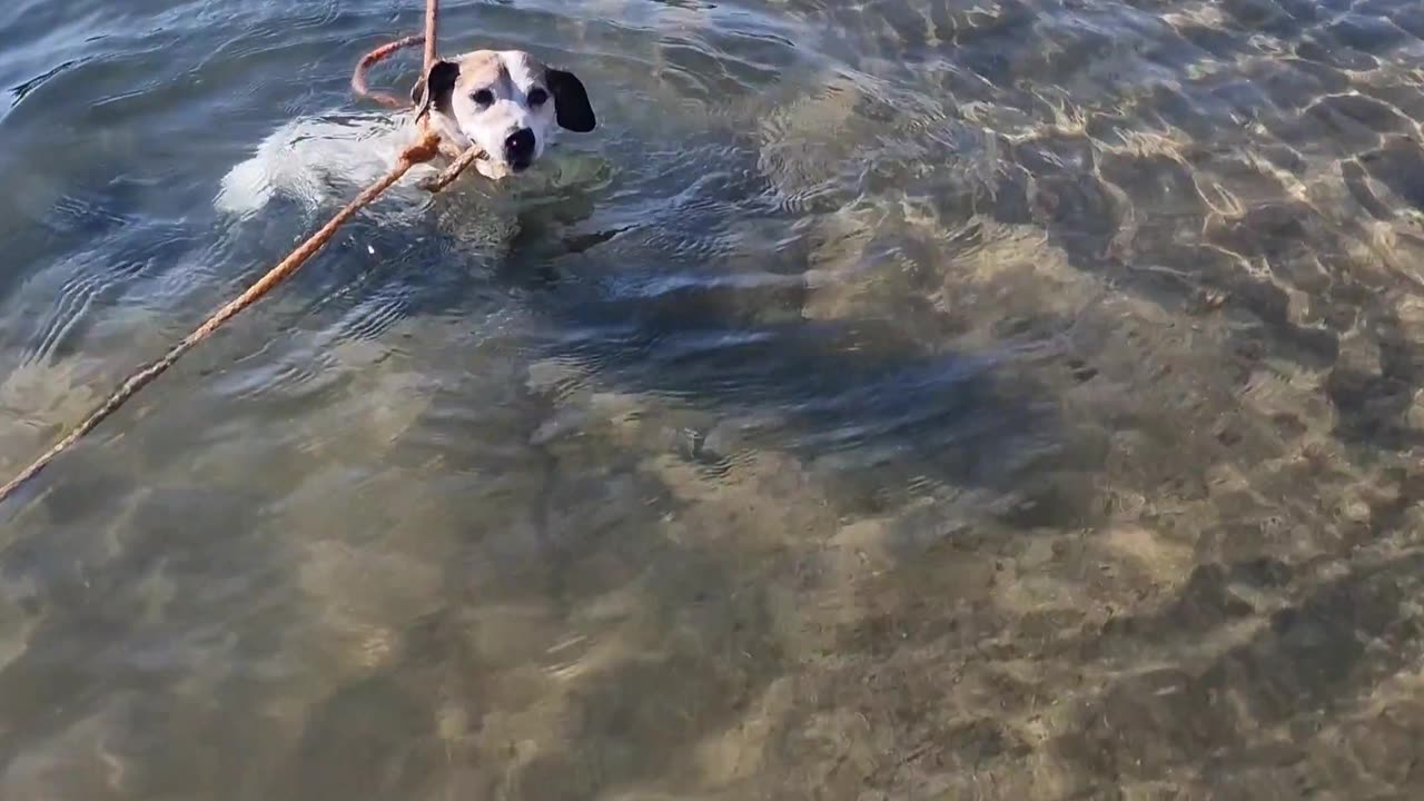 Good Boy Tries to Fetch Buoys