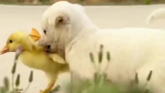 The dog caught a little yellow duck as a younger brother