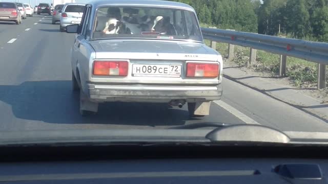 Cows in a Car