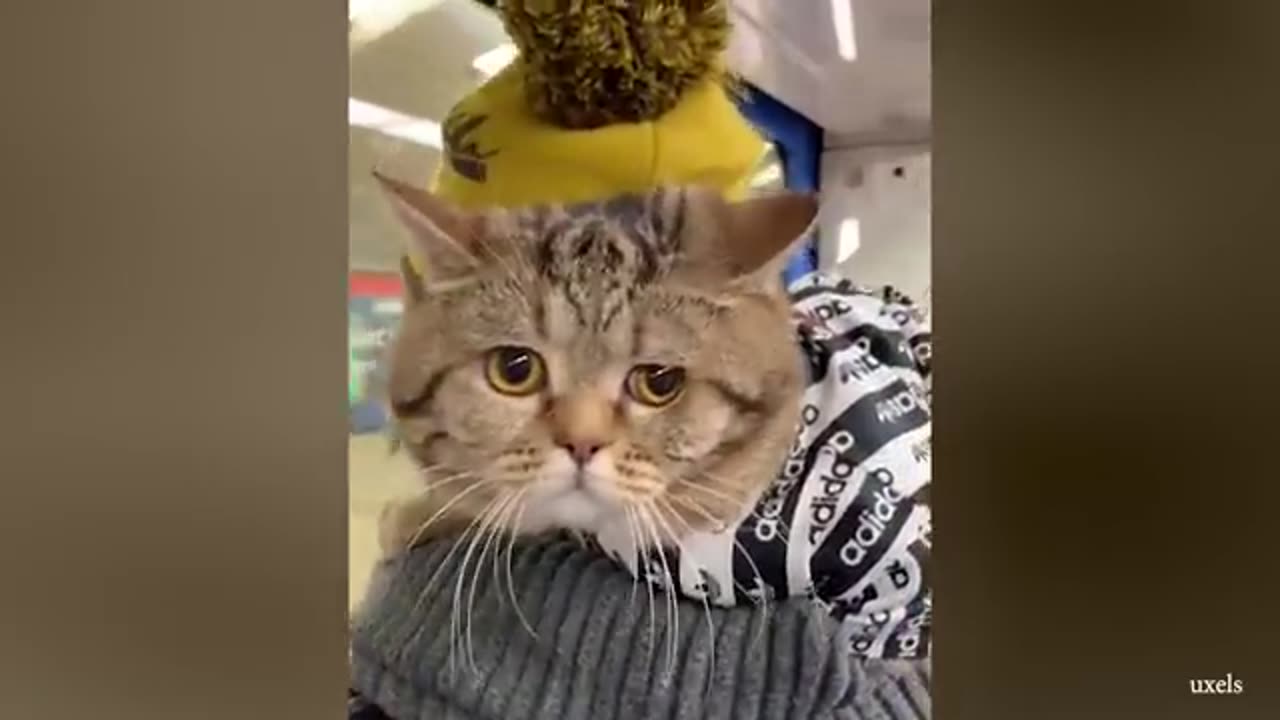 Cats Love Their Owner On A Different Level But It's Real Love - Cute Cat And Owner