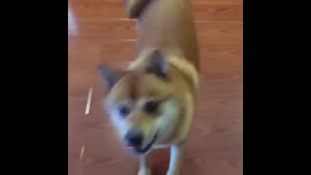 Funny Dancing Dogs