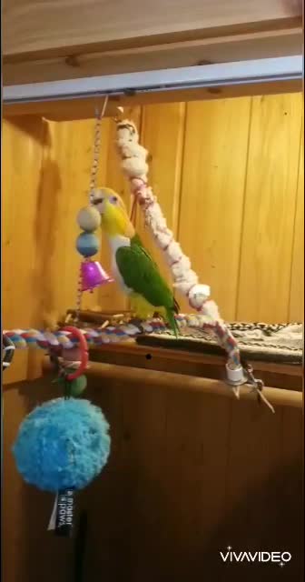 Comical head banging parrot