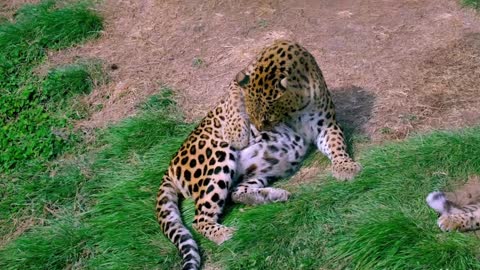 The leopards in the zoo look as meek as cats