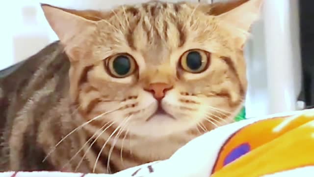Laugh out loud with the FUNNIEST CATS right here!#2
