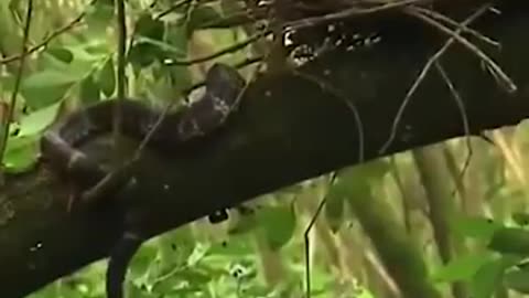This_ Snake_Attacked_on_the_Bird_so_cleverly_short_ani_ best video.