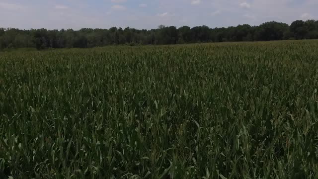 CornField FlyOver