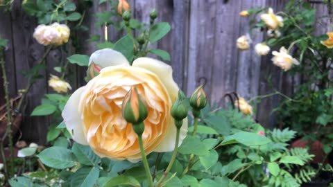 Roses... Roses & more Roses blooming & needing to get out of their pots and into the ground! 🌿🌸🌹🫶