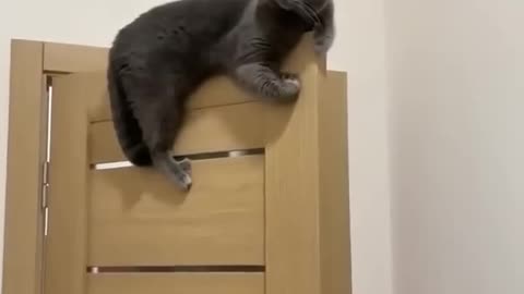 funny cats