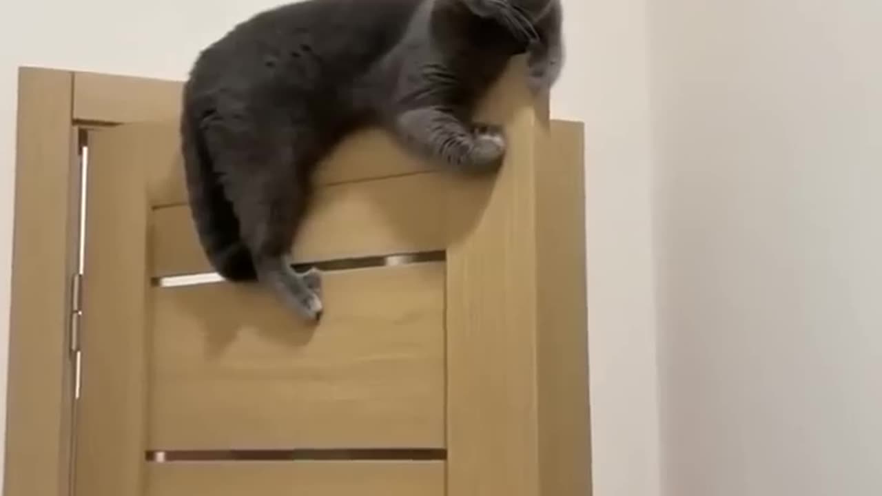 funny cats