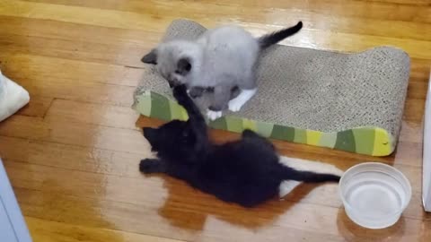 Snowshoe And Black Kitten Playing 😘🐾