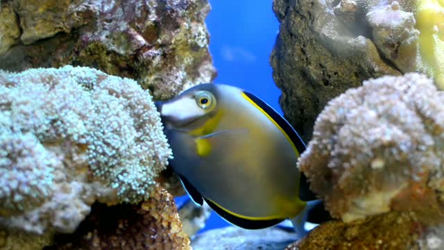 This is how the beautiful sea fish hide in the rocks