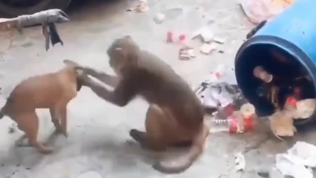 Monkey funny video | video funny