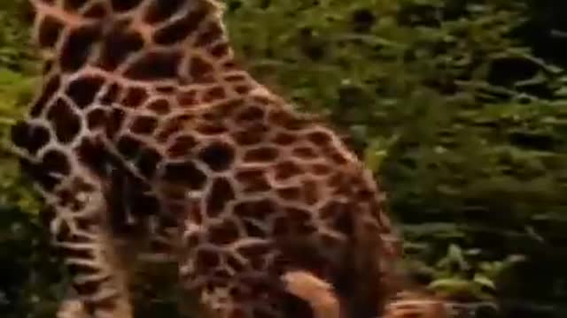 Giraffe attack by lion pride