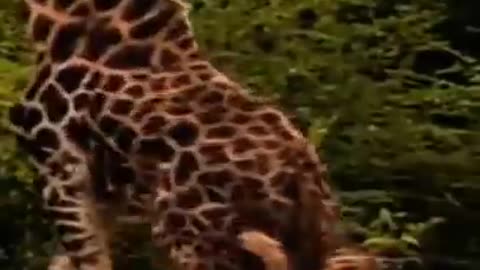 Giraffe attack by lion pride