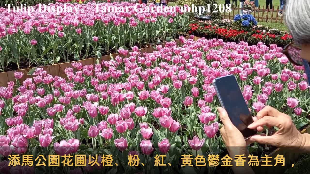 花展2021。中環海濱長廊賞鬱金香。添馬公園鬱金香花海 Tulip Display。Tamar Garden, Hong Kong Flower Show 2021,mhp1208, Mar 2021