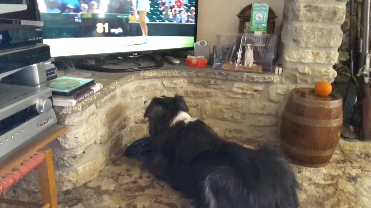 Border Collie cheers on Wimbledon tennis match