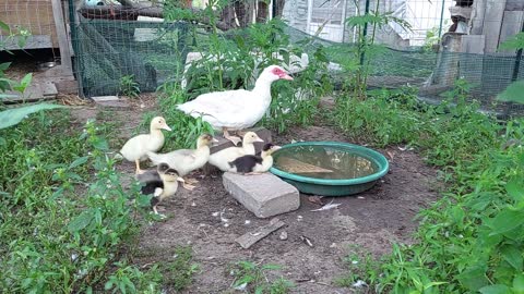 Psyduck the Muscovy ducks and babies