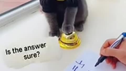 Lovely cat black cat funny cat video
