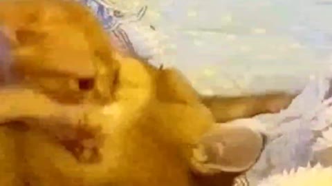 Funny Animal compilation #shorts##funnyvideo#viral