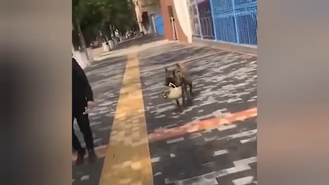 2021 Funny dog videos compilation.