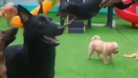 animals funny video